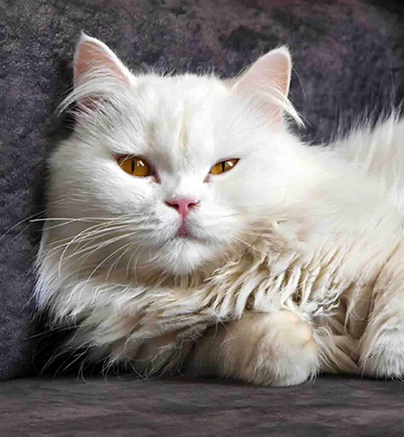 Wildlife photo enlarged with AI upscaling — before